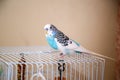 ÃÂ budgerigar is sitting on a cage Royalty Free Stock Photo