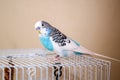 ÃÂ budgerigar is sitting on a cage Royalty Free Stock Photo