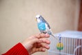 The budgerigar is sitting on the girl`s hand Royalty Free Stock Photo