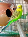 A budgerigar sleeping inside a cage Royalty Free Stock Photo