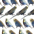 Seamless background with budgerigar in vector