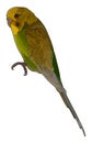 Green budgerigar in vector