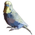 Blue cute budgerigar in vector