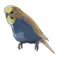 Blue cute budgerigar in vector