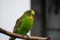 Budgerigar looking out at the world