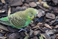 Budgerigar in the sun