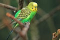 Budgerigar Royalty Free Stock Photo