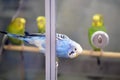 Budgerigars behind glass in a pet store, birds for sale in blue and green