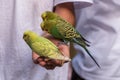 Budgerigars, common parakeets or shell parakeets, small, long-tailed, seed-eating parrots