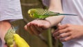 Budgerigars, small, long-tailed, seed-eating parrots are on the boys hand Royalty Free Stock Photo