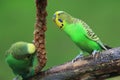 Budgerigars Royalty Free Stock Photo