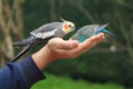 Budgerigars on hand Royalty Free Stock Photo