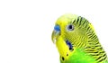 Budgerigars isolated on white background. wavy parrot close up. Royalty Free Stock Photo