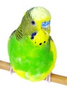 Budgerigars isolated on white background. wavy parrot close up. Royalty Free Stock Photo