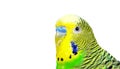 Budgerigars isolated on white background. wavy parrot close up. Royalty Free Stock Photo