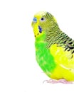 Budgerigars isolated on white background. wavy parrot close up. Royalty Free Stock Photo