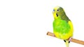 Budgerigars isolated on white background. wavy parrot close up. Royalty Free Stock Photo