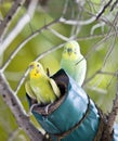 Budgerigars on a nest, the small depth of sharpness