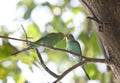 Budgerigars on a nest, the small depth of sharpness