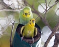 Budgerigars on a nest, the small depth of sharpness