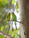 Budgerigars , shell parakeet on branch