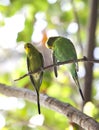 Budgerigars , shell parakeet on branch