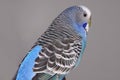 Budgie Royalty Free Stock Photo