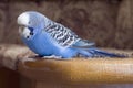 Budgie