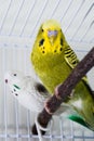 Budgie Royalty Free Stock Photo