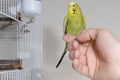 Budgie