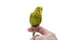 Budgie