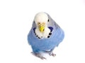 Budgie