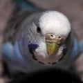 Budgie