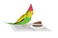 Budgie bird congrats with Birthday, bird and cake with candle