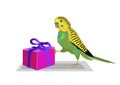 Budgie bird delivers a present, parrot with gift