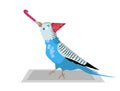Budgie bird with party horn