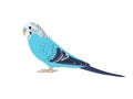 Budgie bird standing sideways Royalty Free Stock Photo