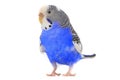 Budgie