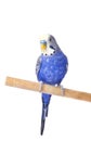 Budgie blue, isolated on white background. Budgerigar in full growth