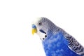 Budgie blue, isolated on white background. Budgerigar in full growth