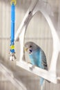 A budgie. A blue budgie sits in a cage. Poultry