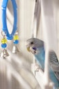 A budgie. A blue budgie sits in a cage. Poultry