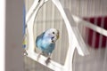 A budgie. A blue budgie sits in a cage. Poultry