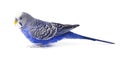 Budgie blue, on white background. Budgerigar in full growth