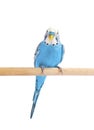 Budgie blue, on white background. Budgerigar in full growth