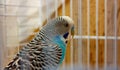 Budgie. blue and white parakeet enclosed in its cage