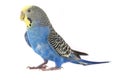 Budgie Royalty Free Stock Photo