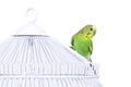 Budgie on the cage
