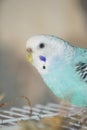 Budgie on Cage.