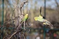 Budgie flying with his wings spread